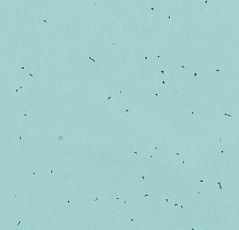 Линолеум Forbo Sphera Energetic 50218 spearmint фото 1 | FLOORDEALER